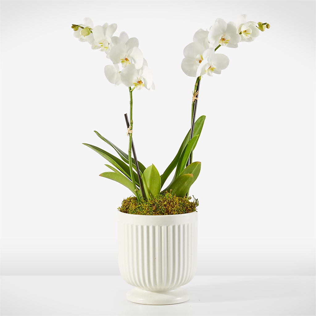 Whispering White Orchid – Fox Run Florist, Pinellas Park FL