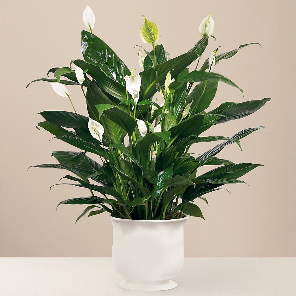 Comfort Planter – Fox Run Florist, Pinellas Park FL