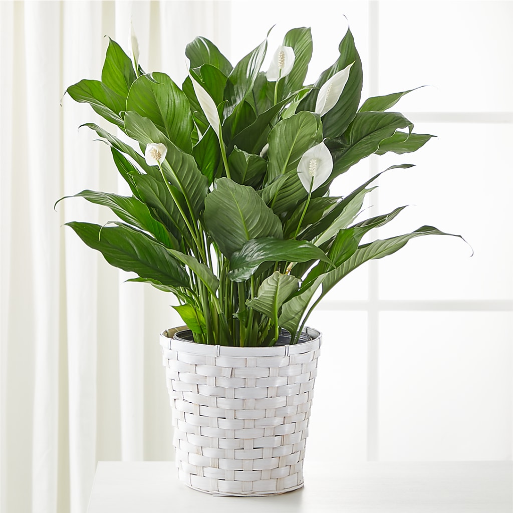 A New Leaf Peace Lily – Fox Run Florist, Pinellas Park FL