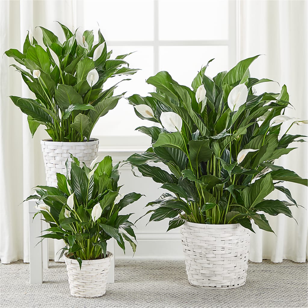 A New Leaf Peace Lily – Fox Run Florist, Pinellas Park FL