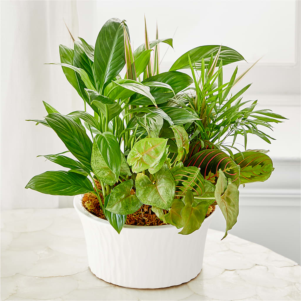 Balance & Harmony Dishgarden – Fox Run Florist, Pinellas Park FL
