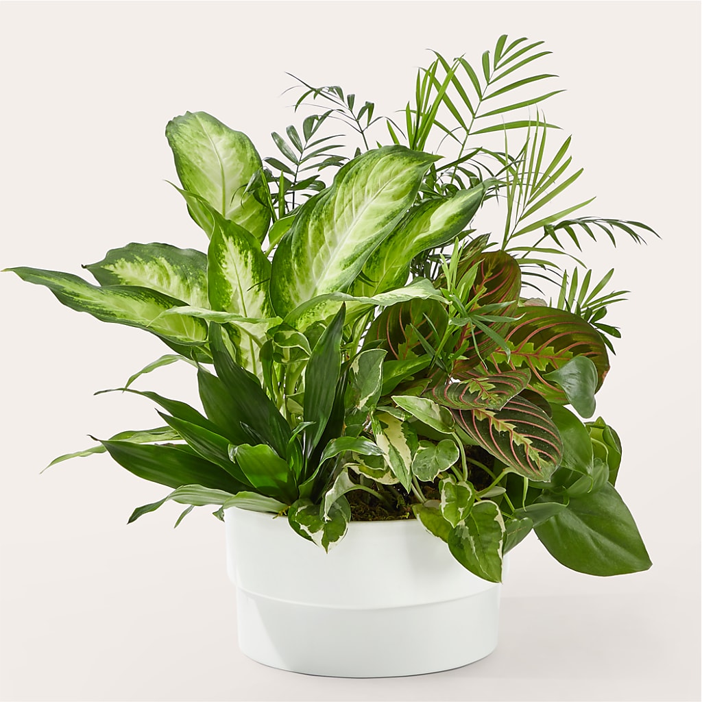 Radiating Positivity Dishgarden – Fox Run Florist, Pinellas Park FL