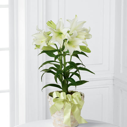 Easter Lily Plant –  Fox Run Florist, Pinellas Park FL