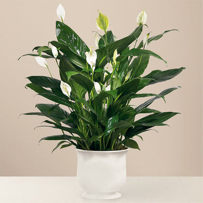 Comfort Planter –  Fox Run Florist, Pinellas Park FL