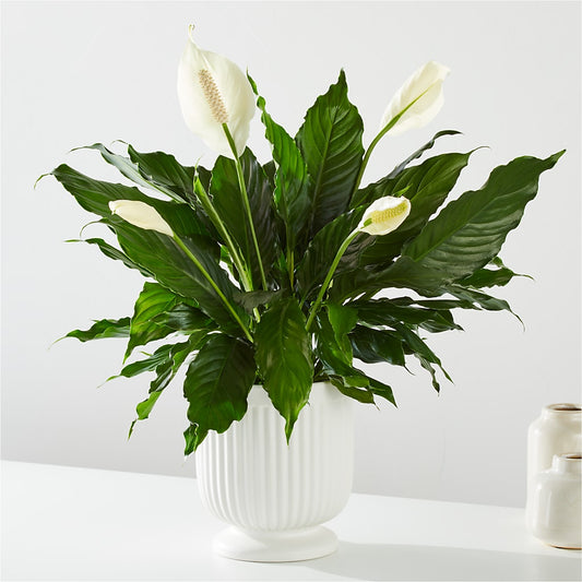 Comfort Planter –  Fox Run Florist, Pinellas Park FL