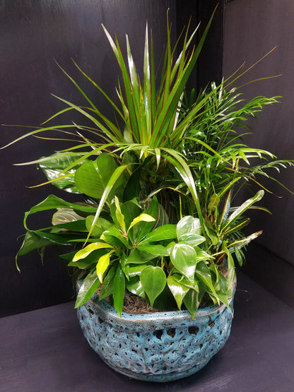 Dish Garden –  Fox Run Florist, Pinellas Park FL