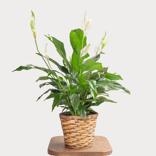 6" Peace Lily