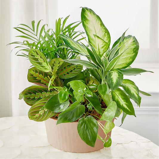 Balance & Harmony Dishgarden –  Fox Run Florist, Pinellas Park FL