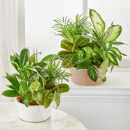 Balance & Harmony Dishgarden –  Fox Run Florist, Pinellas Park FL