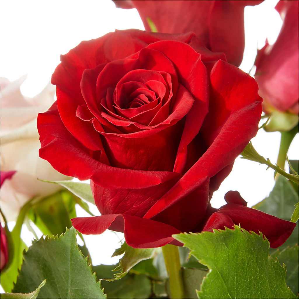 Love Notes Rose Bouquet –  Fox Run Florist, Pinellas Park FL